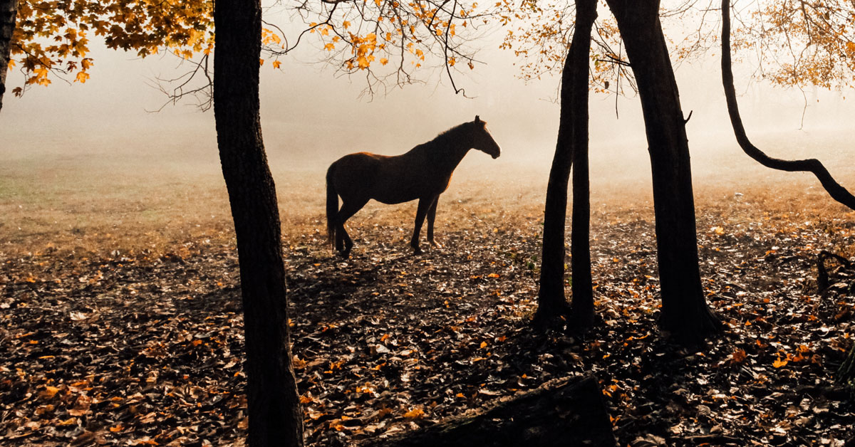 Vânzări: Ai găsit calul?